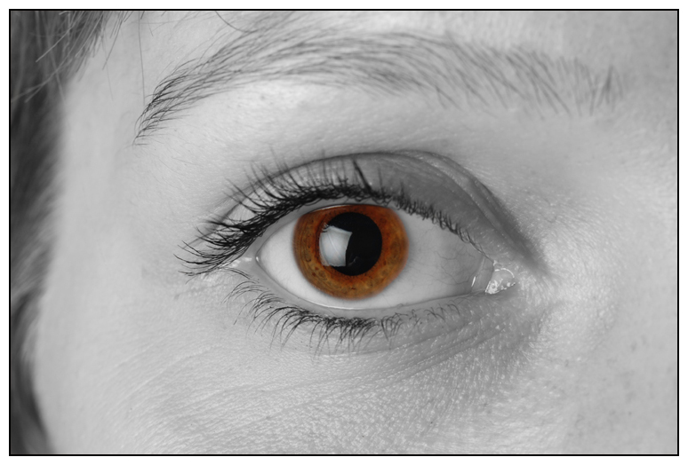 Auge